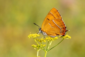 翅膀铜色小蝴蝶摄影图片